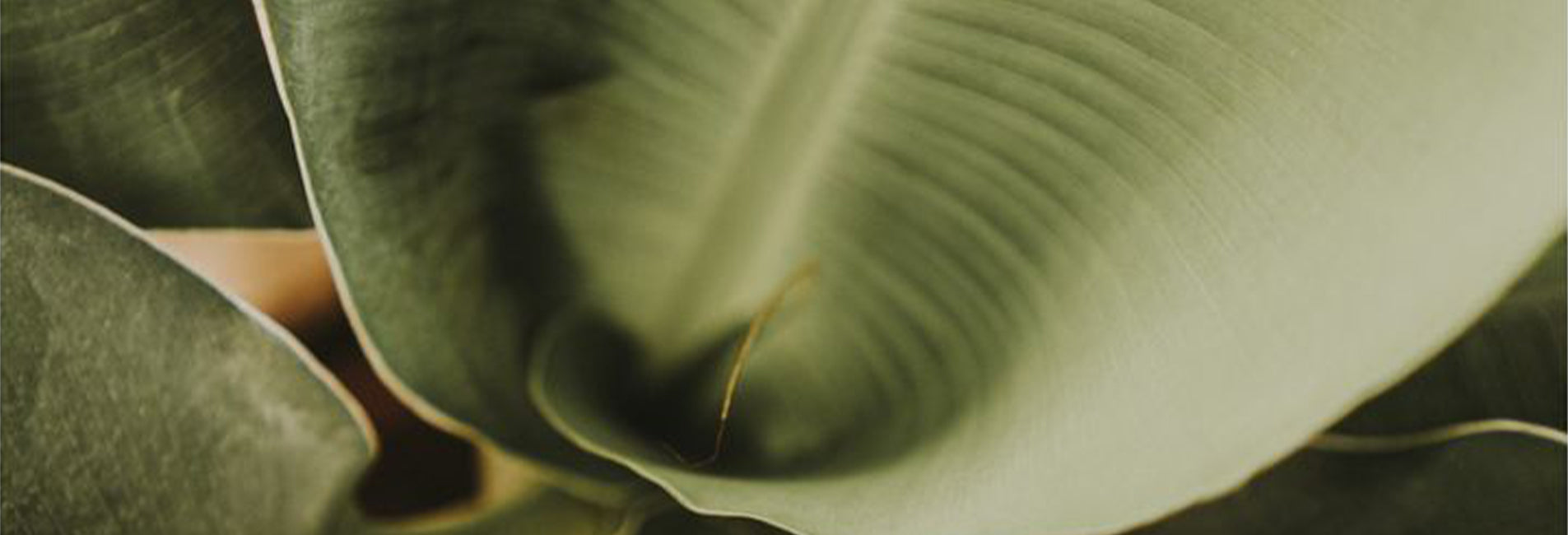 About-us-banner-Sustainability.jpg